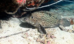 Thailand 2015 - Ko Tao - Merou corail - Epinephelus corallicola _IMG_3670_rc